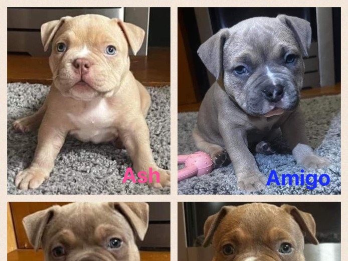 American bully pockets 