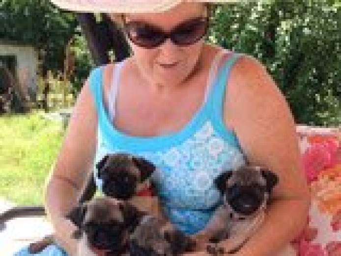 Beautiful Litter Of Pedigree Pug Puppies