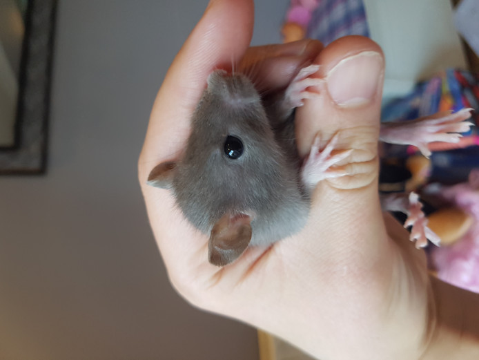 Baby Rats for Sale, Both Fancy and Standard Rat for Sale Near Me in