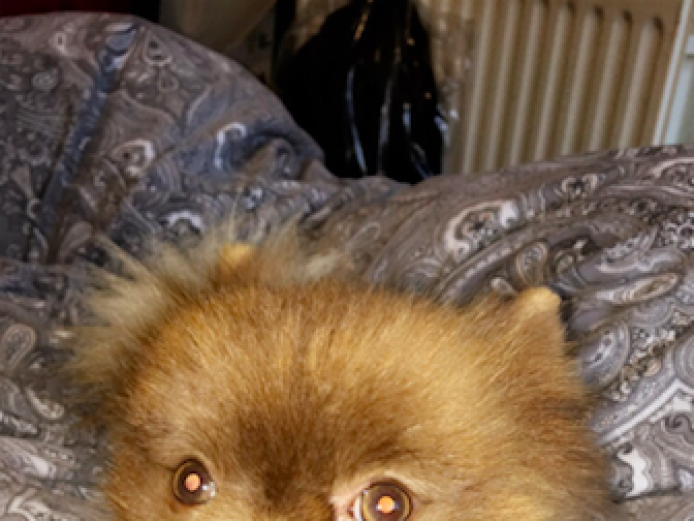 Pomeranian - With Papers 