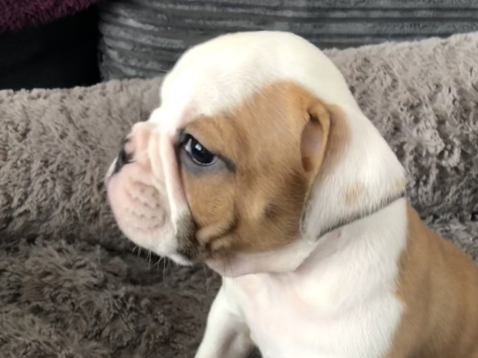 Outstanding KC Reg British bulldogs chocolate and lilac carriers 