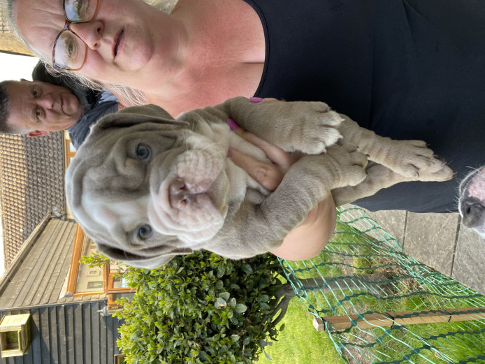 Ready now English bulldog puppies 