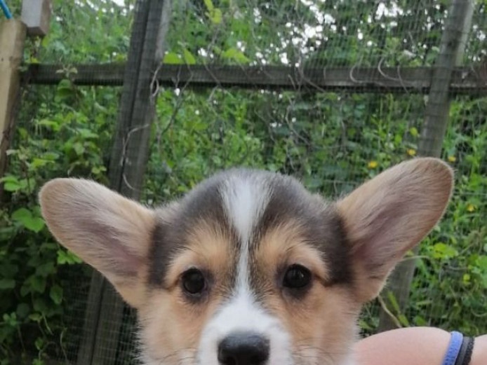 Home Raised Welsh Pembroke Corgi Puppies Needing New Homes.