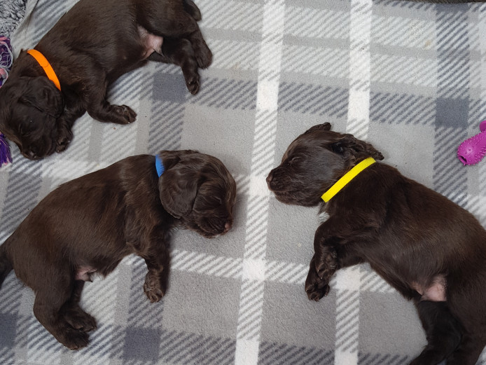 Cocker spaniel puppies 