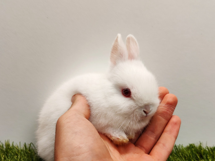 Netherland Dwarf Baby Boy (Red Eyed White)
