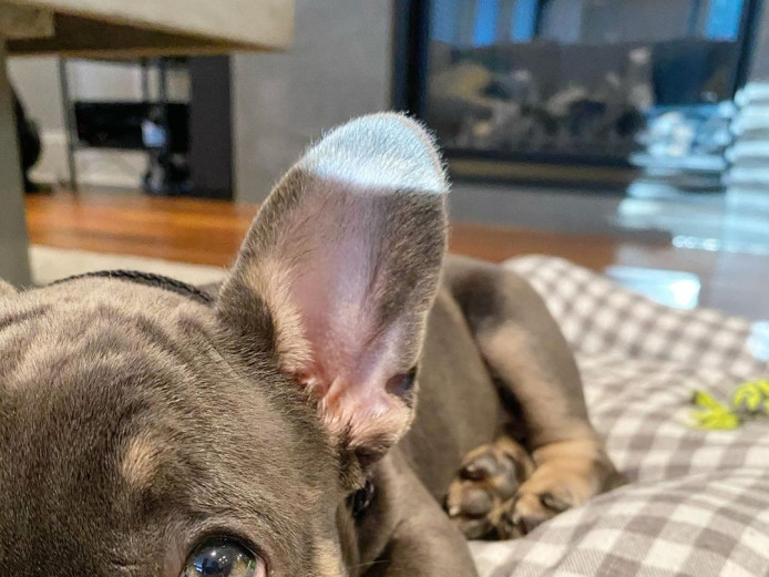 Energetic French Bulldog Puppies 