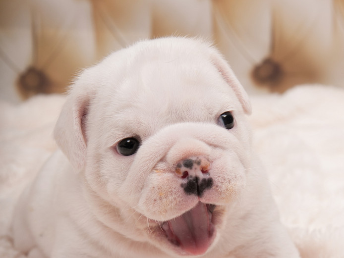 English bulldog 5 week 