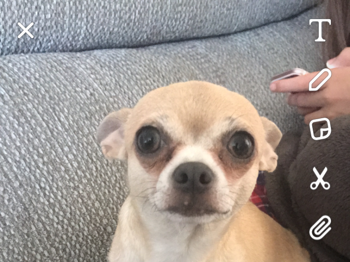 Rare blue chihuahua puppies