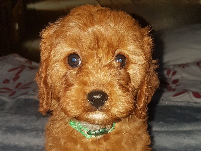 BEAUTIFUL RUBY CAVAPOO GIRLS 