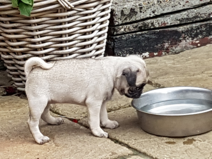 Stunning pug puppies