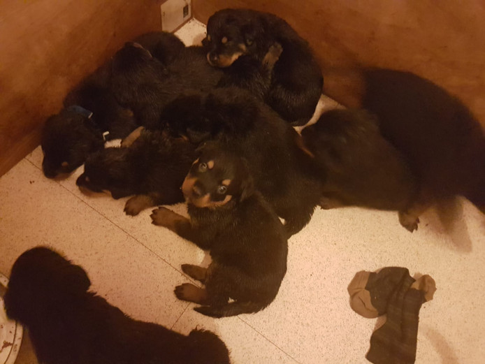 Rottweilers puppies