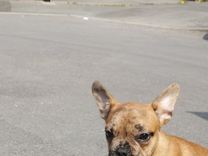 French bulldogs