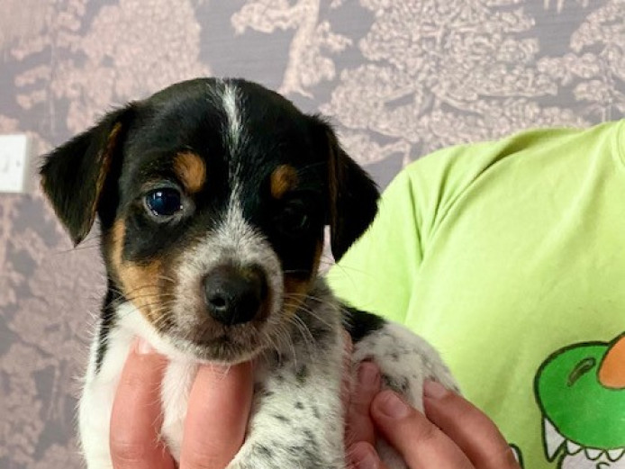 Family raised, beautiful, proper, short legged, smooth coated, tri-coloured Jack Russell Pups