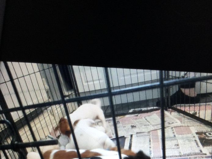 Jack russle puppies