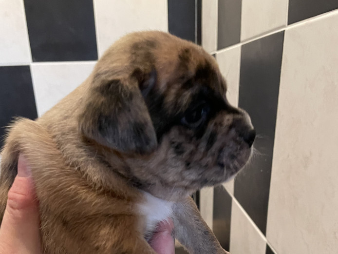 Jug Puppies beautiful unusual markings