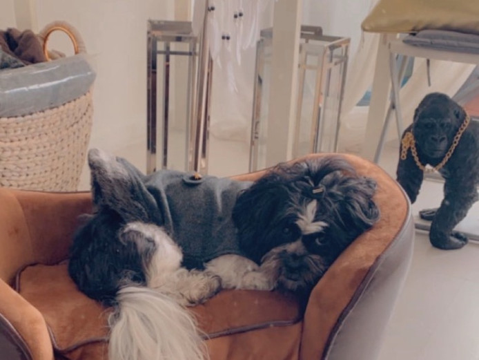 Adorable Shih Tzu Girl For Sale