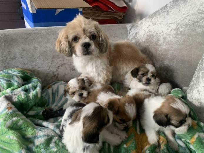 Shih tzu puppies 5girls and 2boys