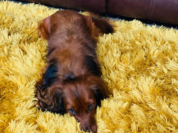 Beautiful dachshund puppies Northern Ireland NON KC Registered,  coming from 5* home.  still learning every day