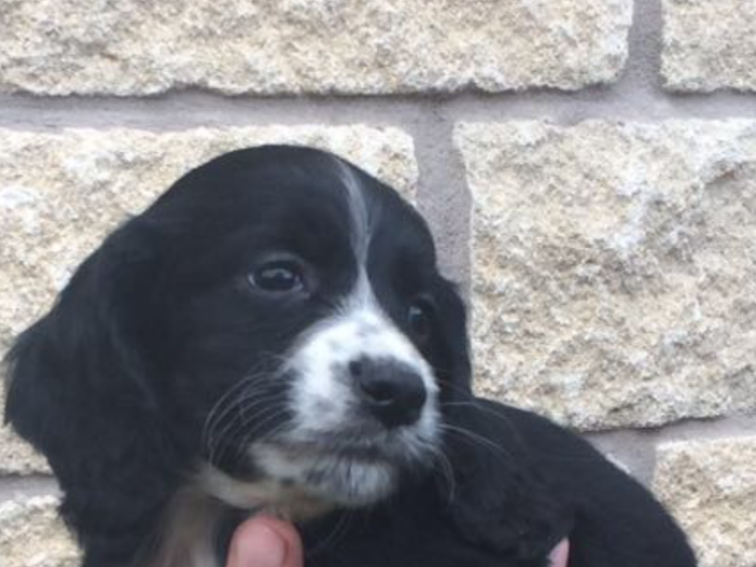 Cocker spaniel puppies 