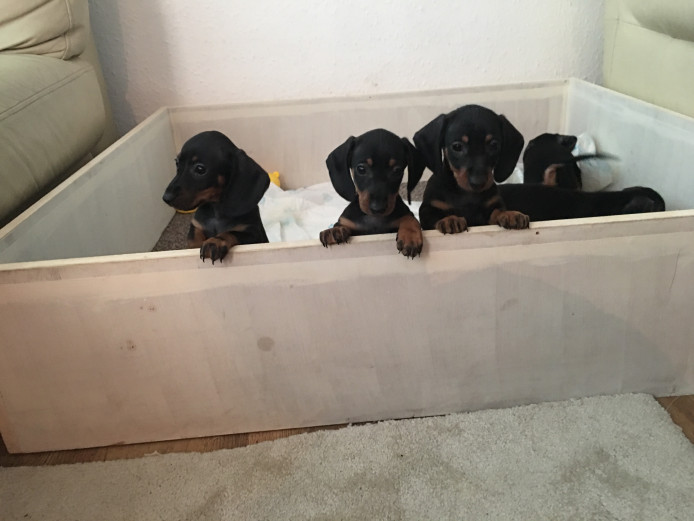 ready dachshund puppies available 