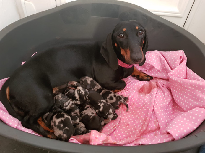 Dapple dachshunds