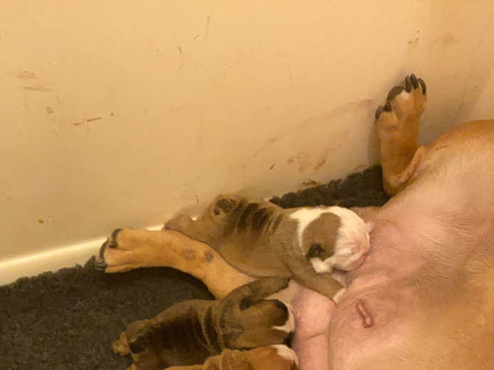 Beautiful English bulldog puppies 