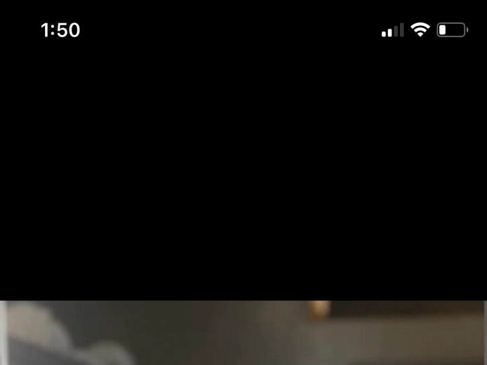 X2 female American bullys Roxy x cowboy