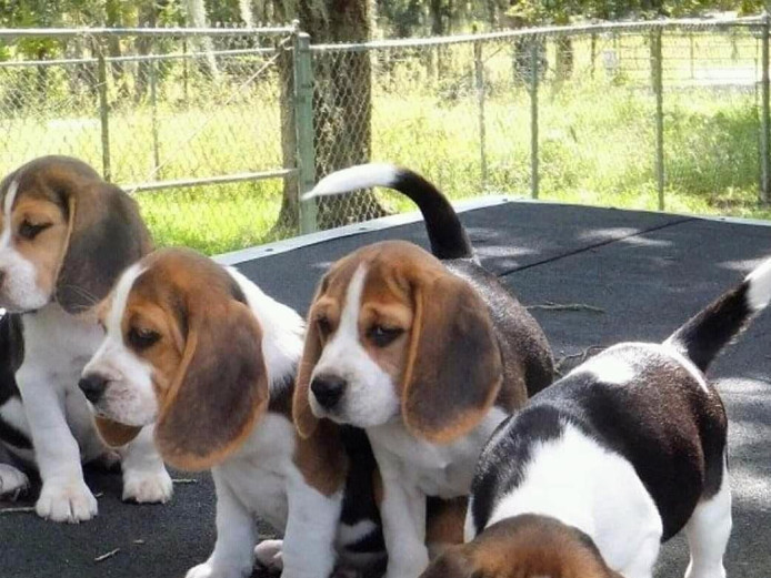 Charming Beagle Puppies