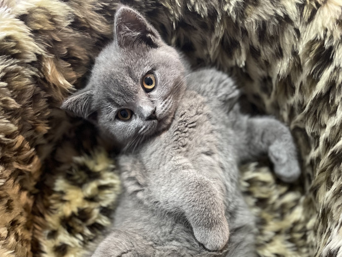 GCCF registered British shorthair kittens 