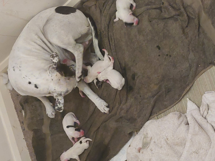 Lovely Staffordshire bull terriers 