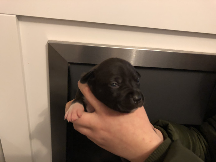 Irish blue Staffordshire bull terriers pups