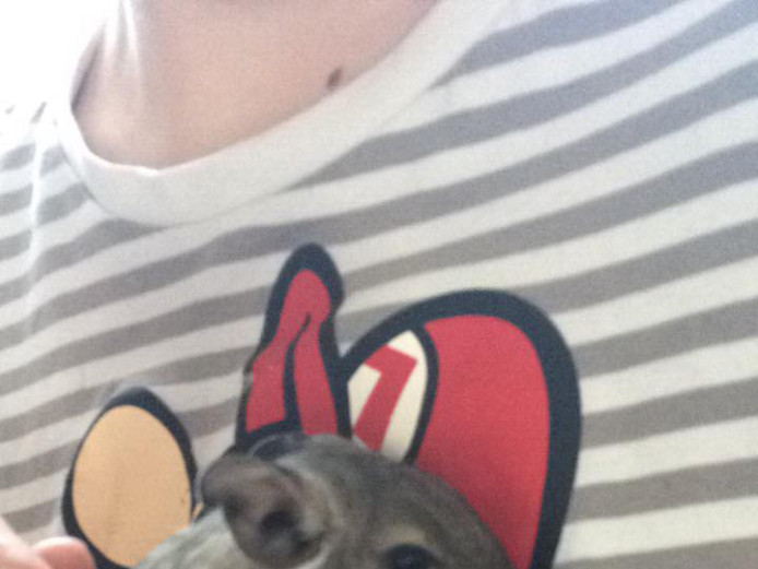 Beautiful loving Degus