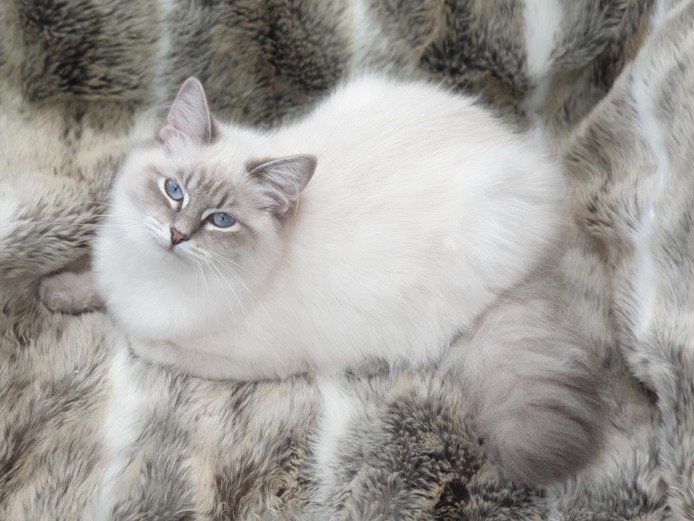 Young TICA Registered Neva Masquerade Siberian Girls 