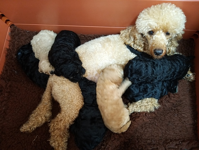Miniature poodle puppies 