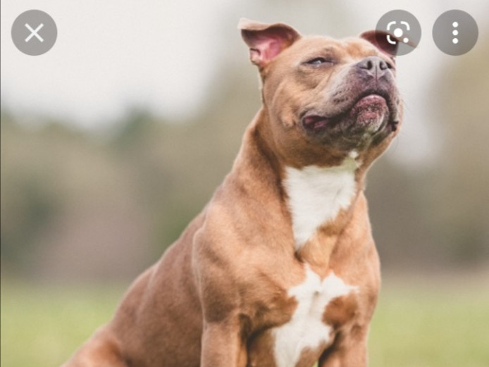 Looking for staffy cheap 