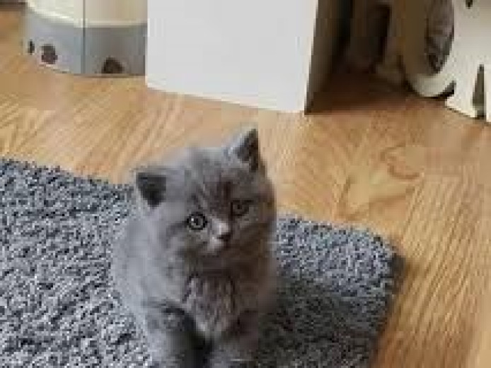  Family Indoors British Shorthair Kittens available