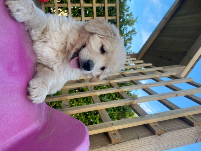 11 week Labrador x golden retriever puppy