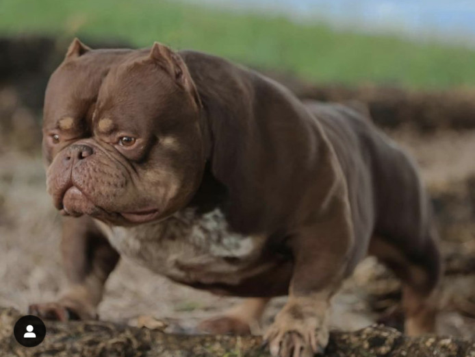 Exotic Nano Bully