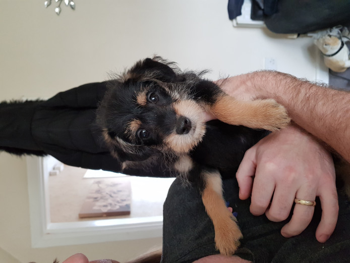 Jackapoo puppy for sale