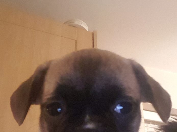 Mixed Bulldog x Pug Puppies