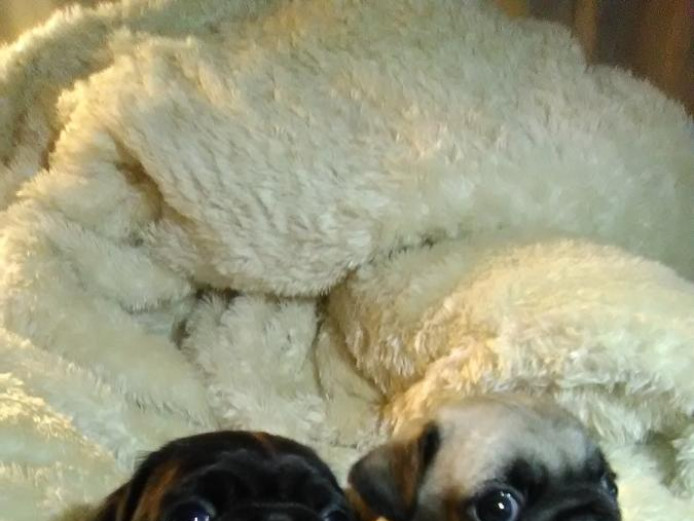 Beautiful Kc Pug Puppies