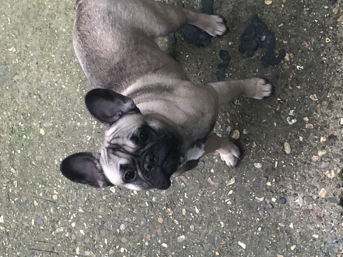 French bulldog female 