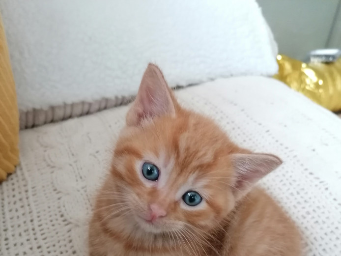 Beautiful kitten