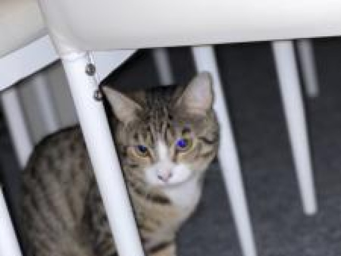 Two one year old cats for sale!