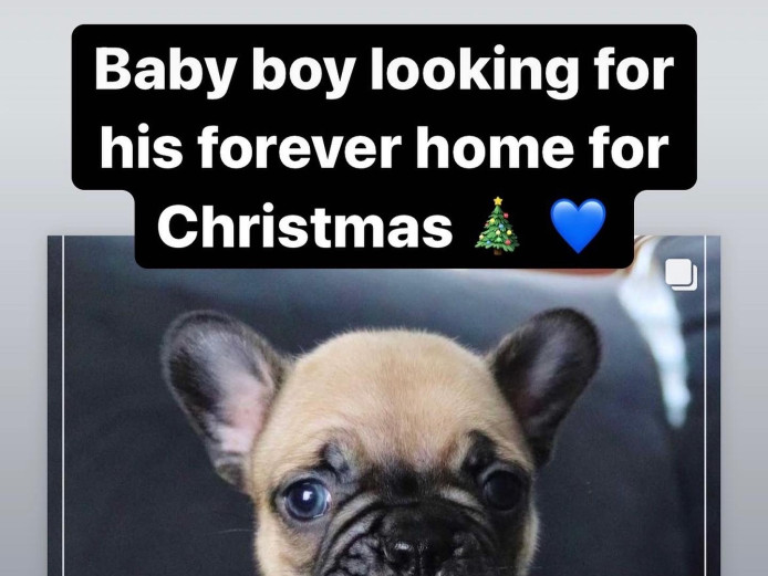 Beautiful litter of French bulldog puppies 