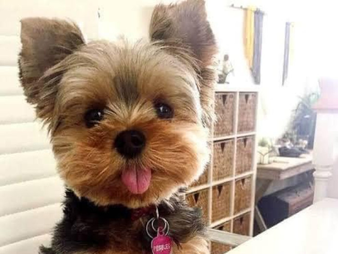 purebreed yorkie pups for sale at giveaway price... cutes lovely yorkie puppy  And theyre very active and very healthy.