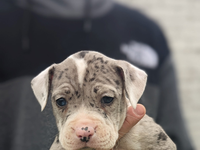 Diamond Blue Merle American Bully Puppies