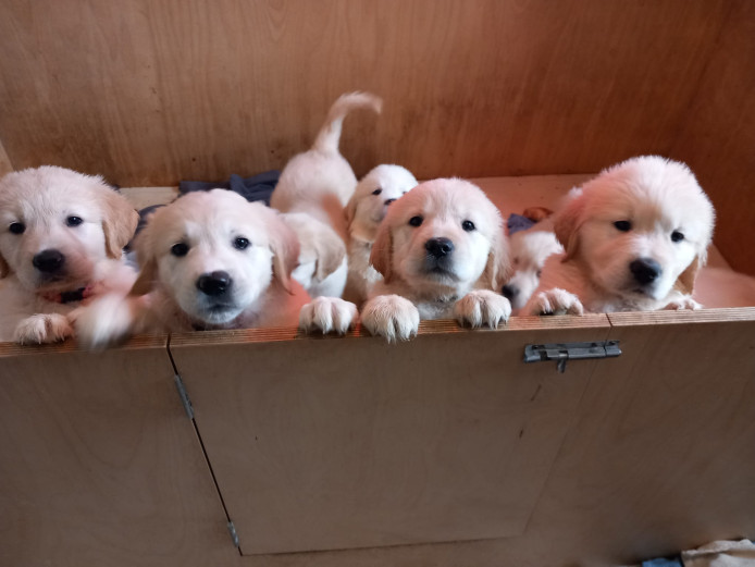 Stunning chunky golden retrievers highly tested kc father please read carefully 