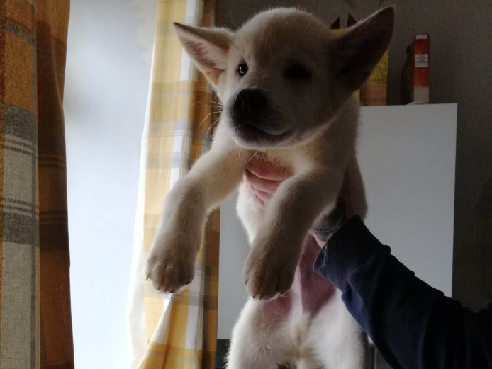 Akita pups 