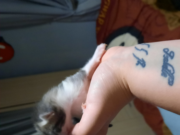 Kittens